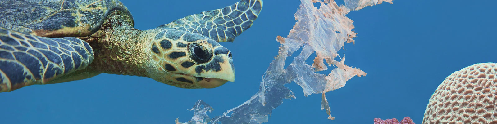 Déchets marins